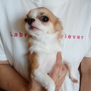画像: チワワ　パーティ　男の子　