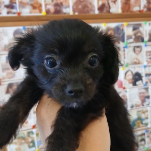 画像: チワプーミックス　女の子　