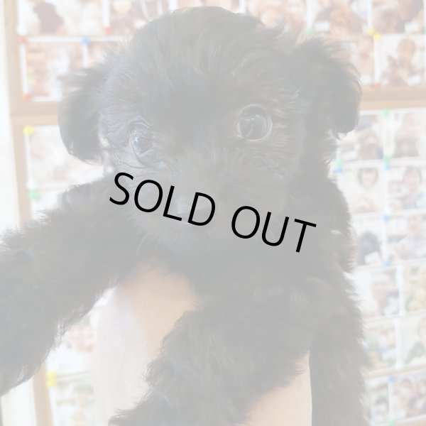 画像2: チワプーミックス　女の子　