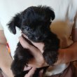 画像4: チワプーミックス　女の子　