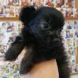 画像2: チワプーミックス　男の子　