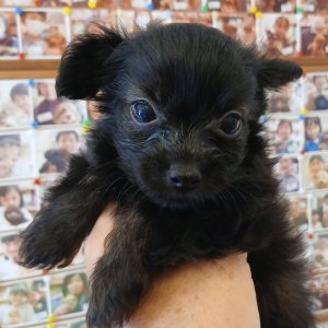 画像: チワプーミックス　男の子　