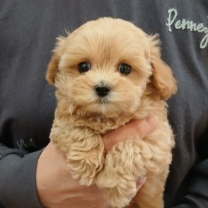 画像: マルプーミックス　アプリコット　女の子