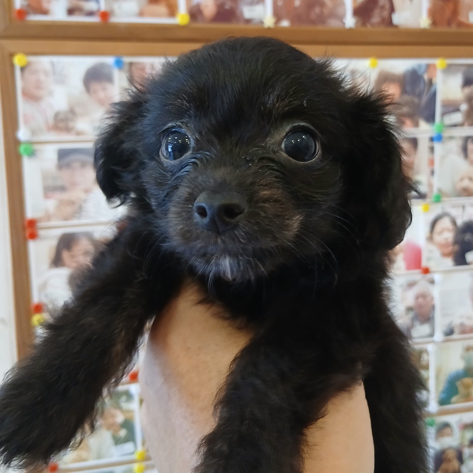 画像2: チワプーミックス　女の子　