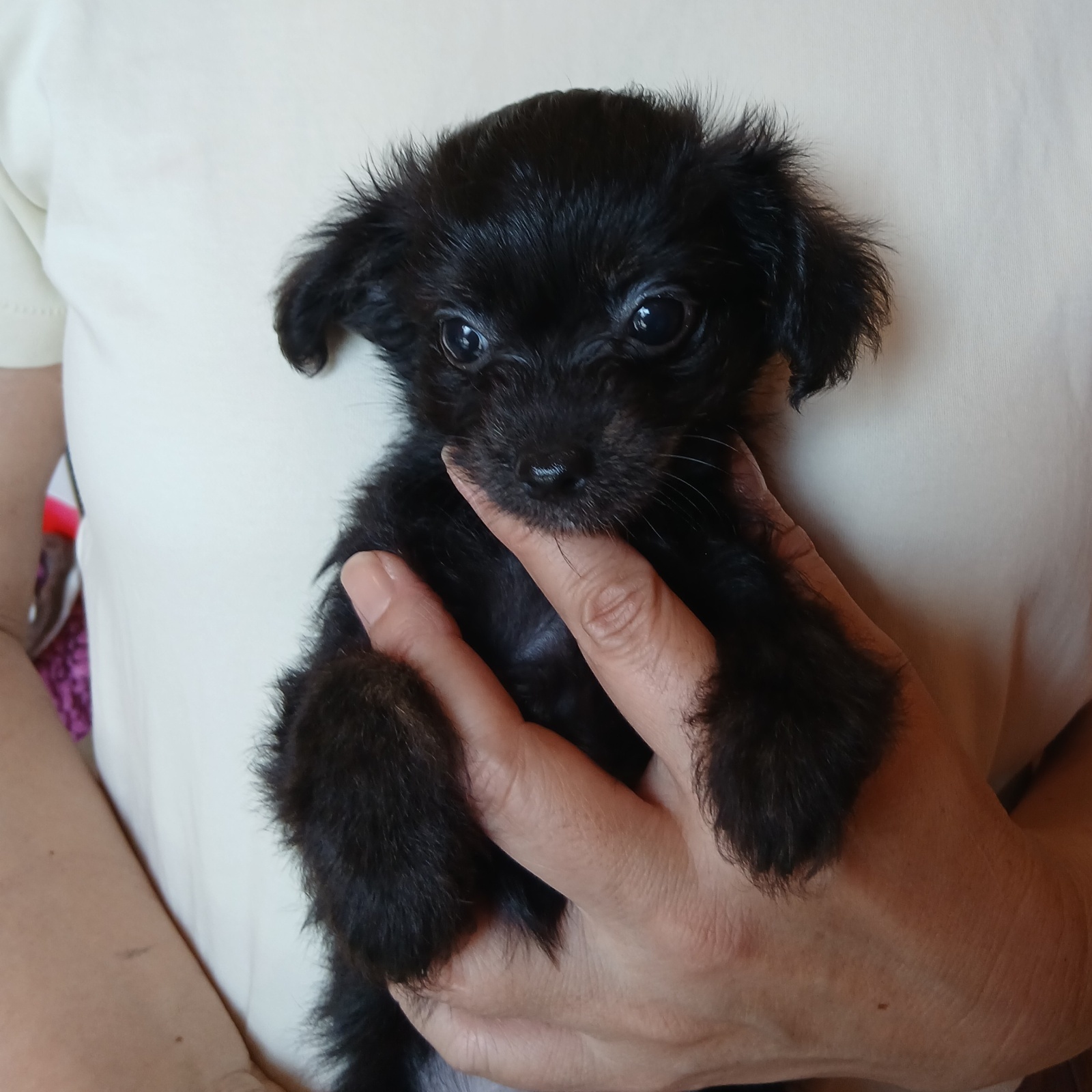 画像3: チワプーミックス　女の子　