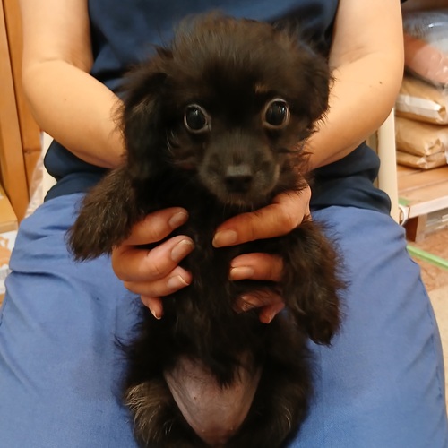 画像4: チワプーミックス　女の子　