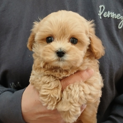 画像1: マルプーミックス　アプリコット　女の子