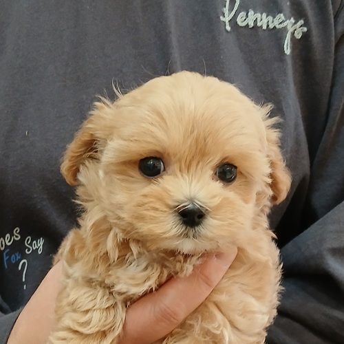 画像2: マルプーミックス　アプリコット　女の子